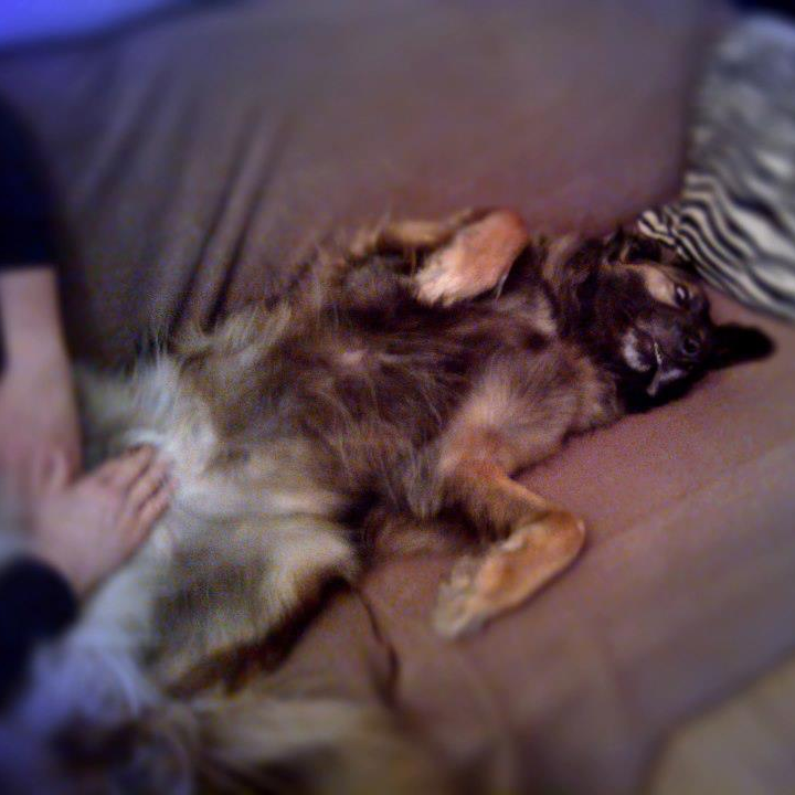 pies podczas masażu