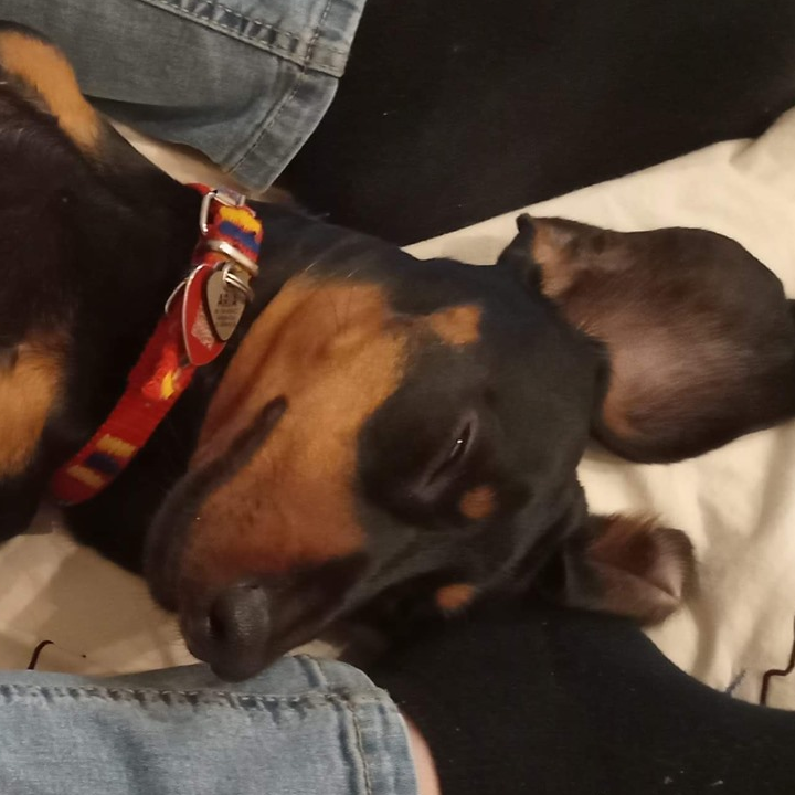 pies podczas masażu