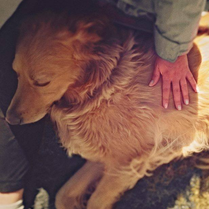 pies podczas masażu