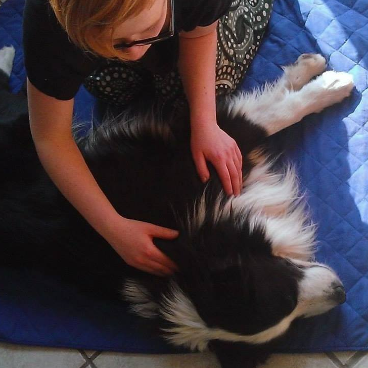 pies podczas masażu