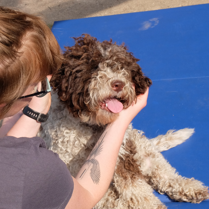 pies podczas masażu