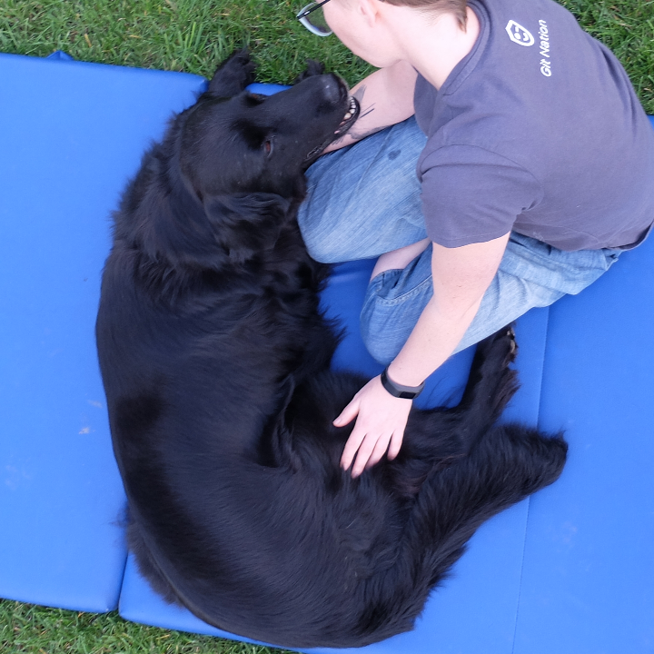 pies podczas masażu