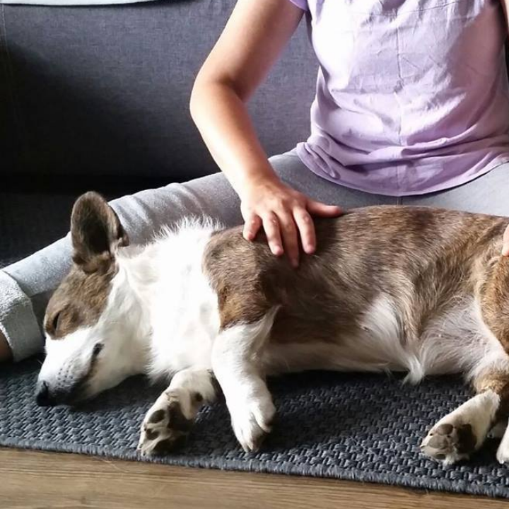 pies podczas masażu