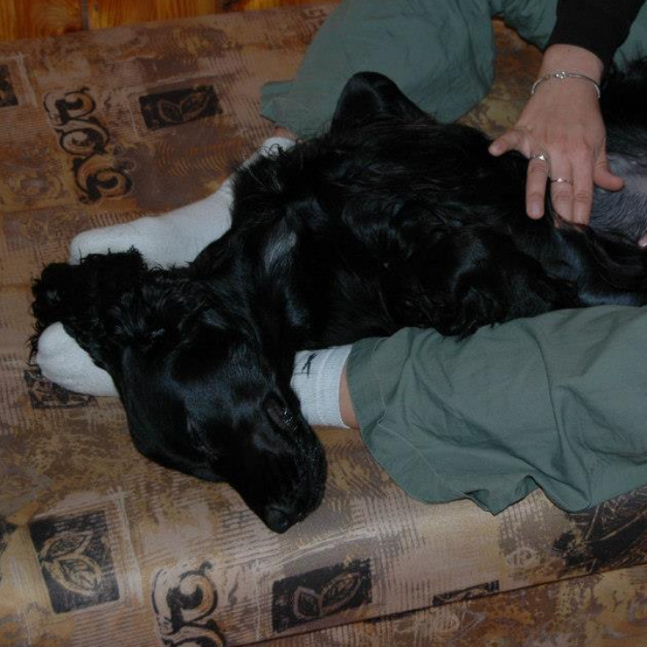 pies podczas masażu