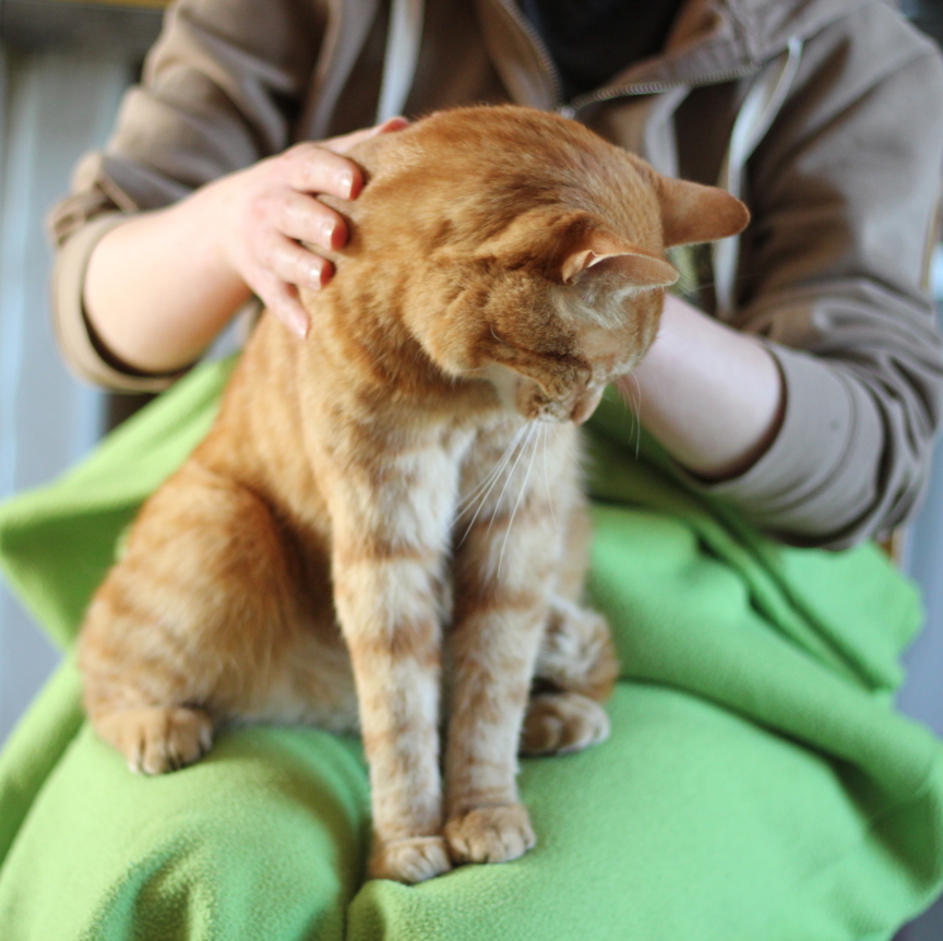 rudy kot podczas masażu