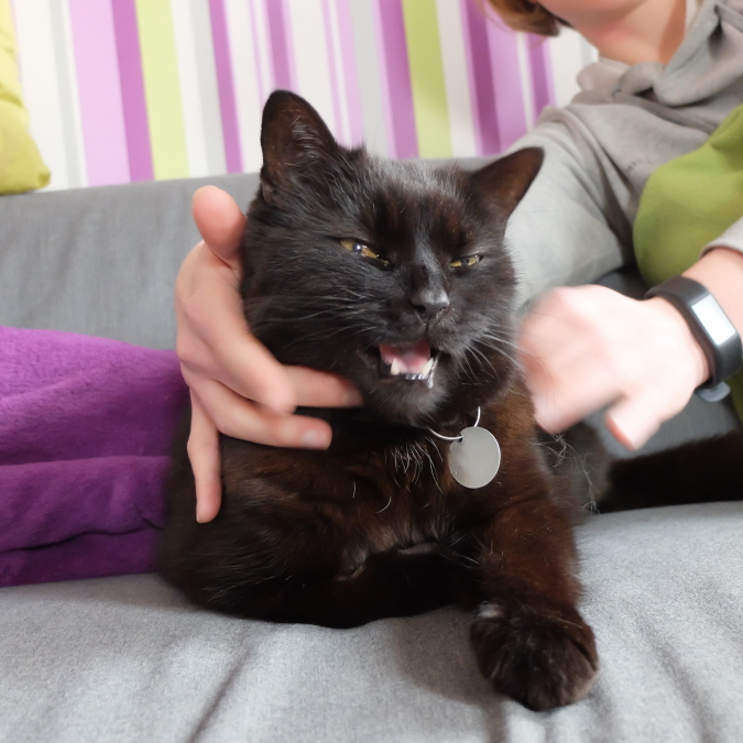 rudy kot podczas masażu